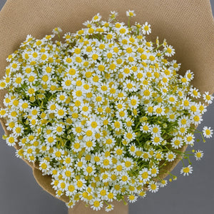 Daisy Meadow – Rustic Chamomile Bouquet