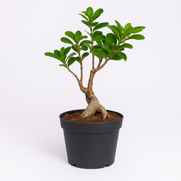 Zen Bonsai in Black Pot