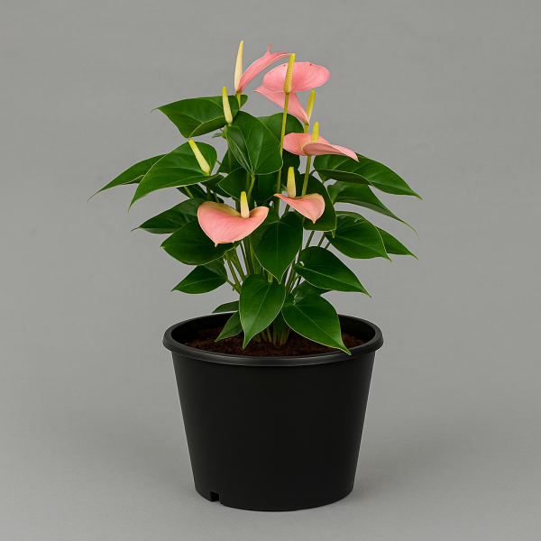 Pink Anthurium in Black Pot