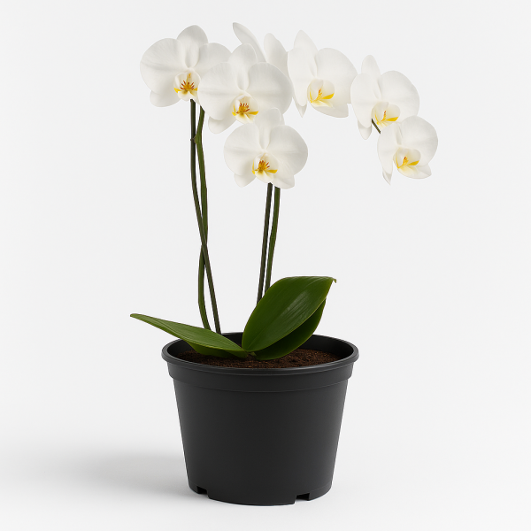 White Phalaenopsis Orchid Plant in Black Pot