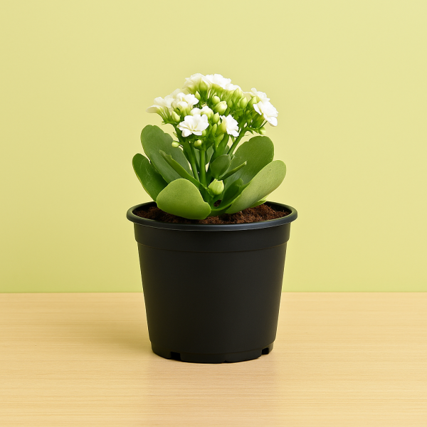 White Kalanchoe in Black Pot
