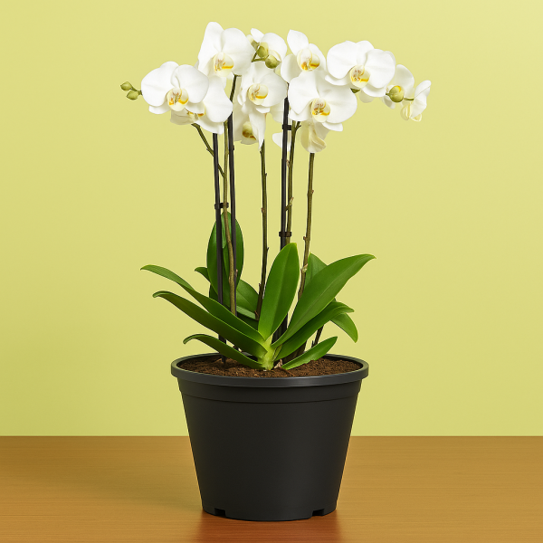 4 Stem Phalaenopsis or Orchid Plant in Black Pot