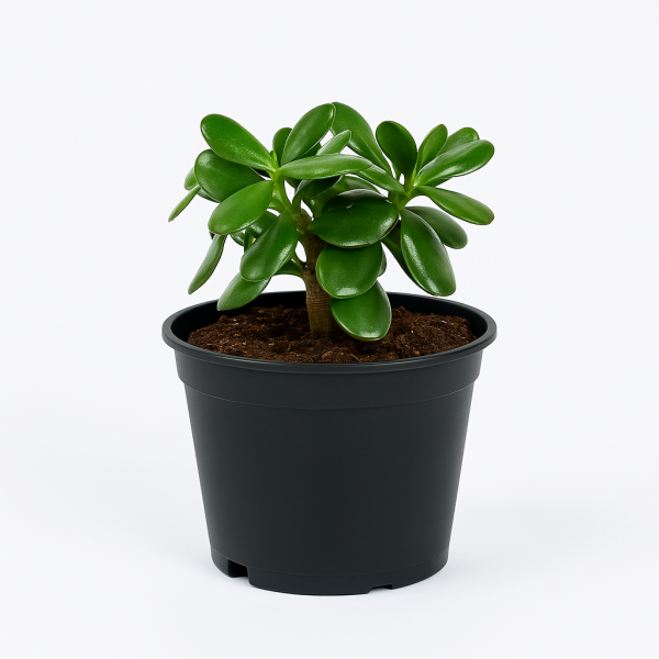 Crassula Ovata Good Luck Plant