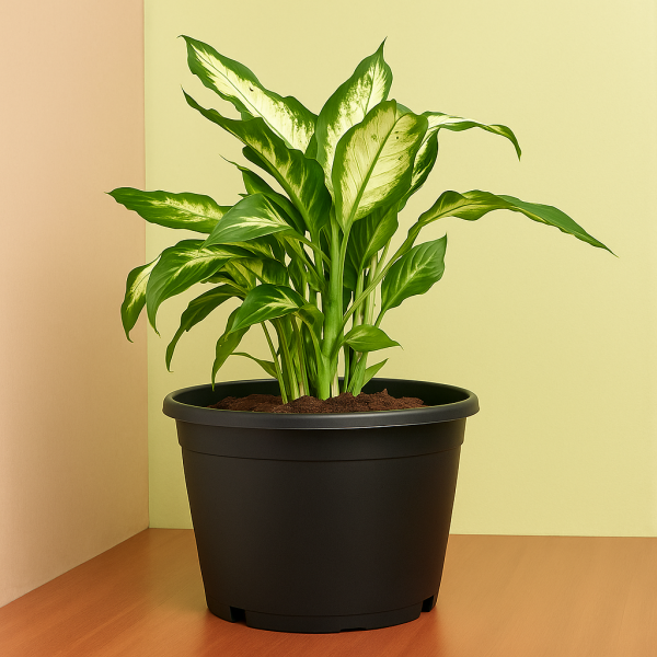 Dieffenbachia Small Easy to Maintain Plant