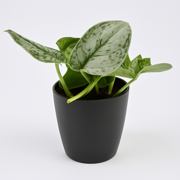 Money Plant In a BLACK Pot