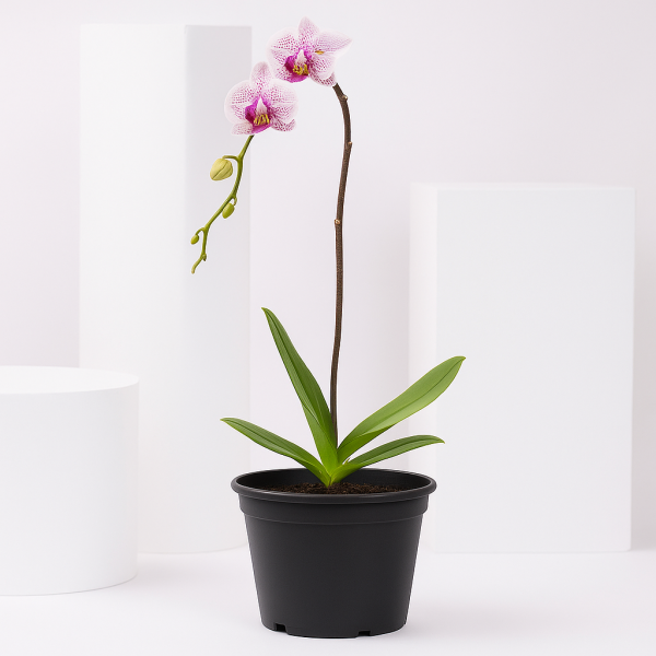 Pink Blush Dual Shade Orchid Plant in Black Pot