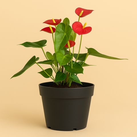 Red Anthurium in Black Pot