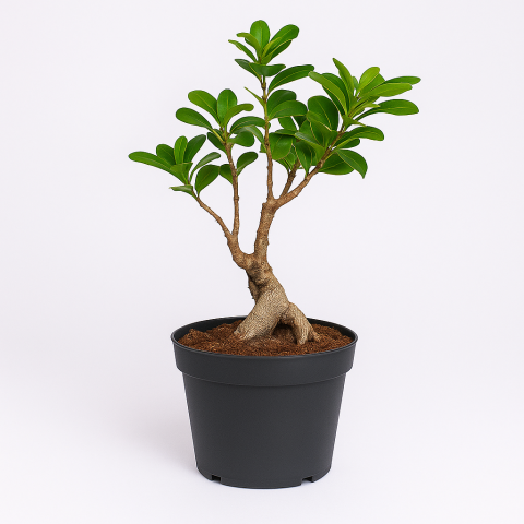 Zen Bonsai in Black Pot