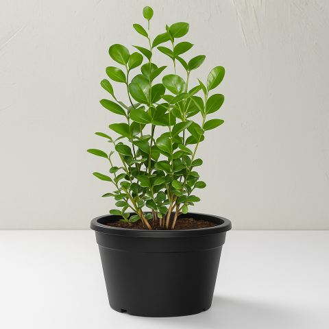 Jasmine Flowering Plant in Black Pot