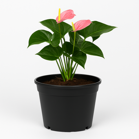 Pink Anthurium in Black Pot