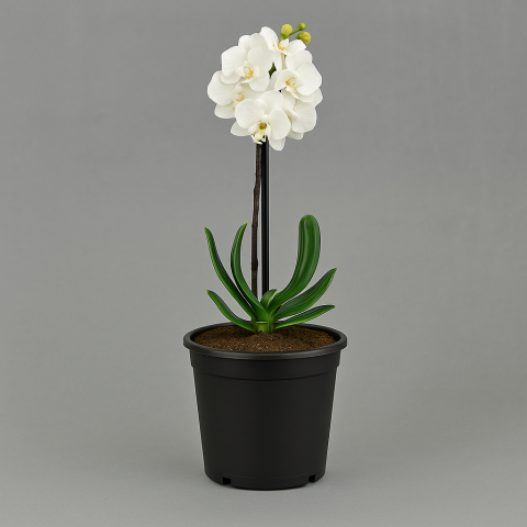 Dual Stem White Orchid in Black Pot