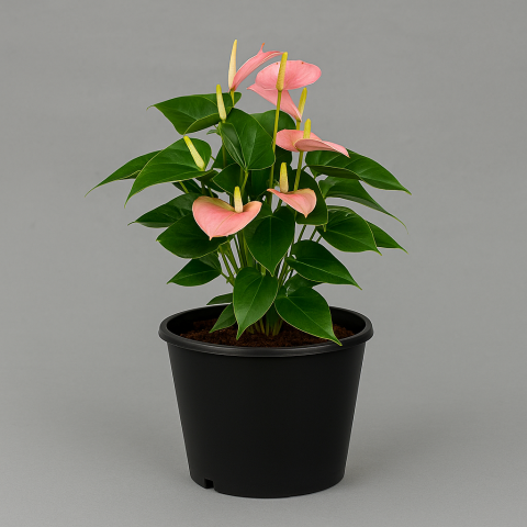 Pink Anthurium in Black Pot