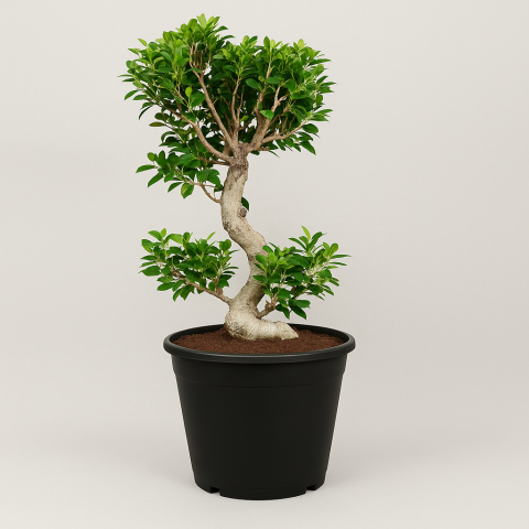 S Shape Ficus Bonsai in Black Pot