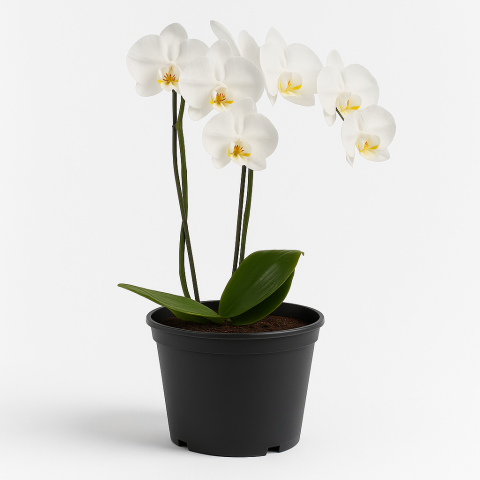 White Phalaenopsis Orchid Plant in Black Pot