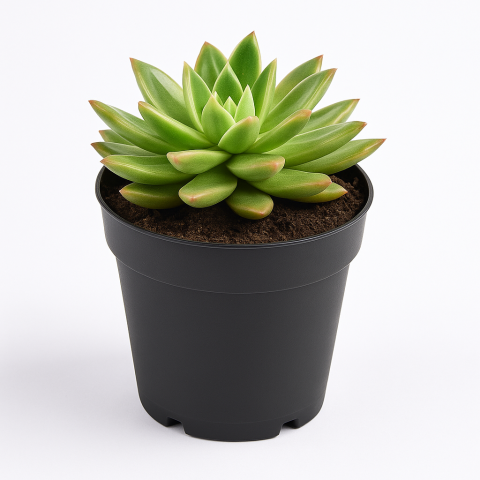 Green Echeveria Plant in Black Pot