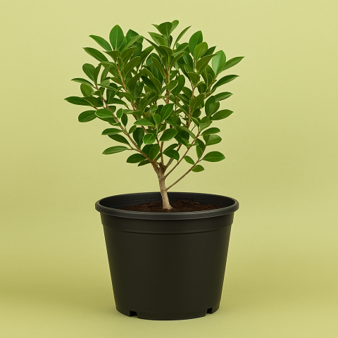Calamansi or Lemon Plant in Black Pot