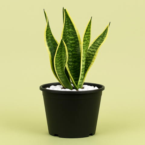 Gold Sansevieria in Black Pot