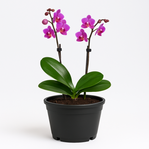 Mini Pink Holland Orchid in Black Pot