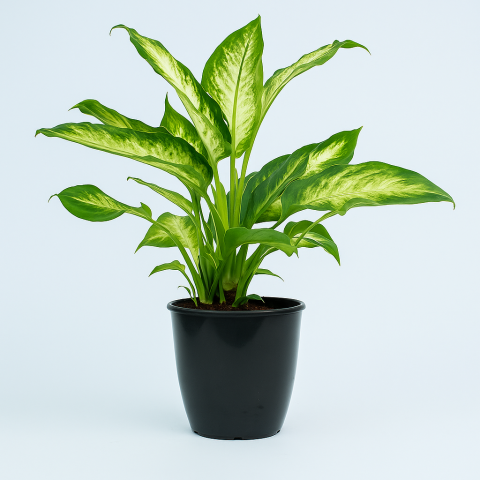 Dieffenbachia Plant for Your Indoors