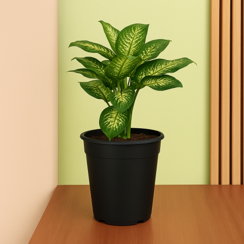 Dieffenbachia Plant in Black Pot
