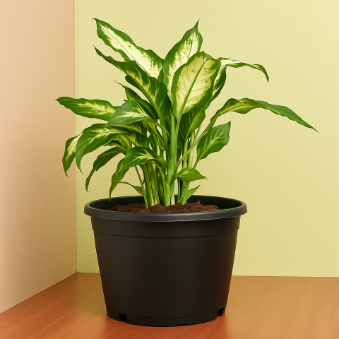 Dieffenbachia Small Easy to Maintain Plant