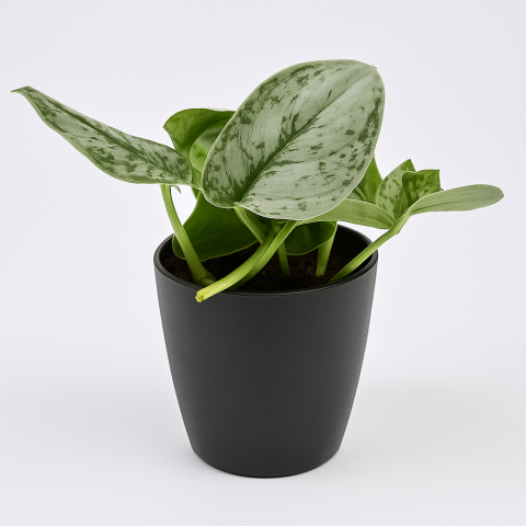 Money Plant In a BLACK Pot