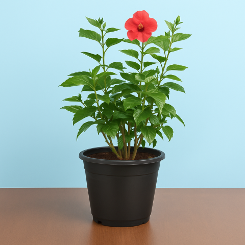 Flowering Hibiscus Plant In Plastic Pot