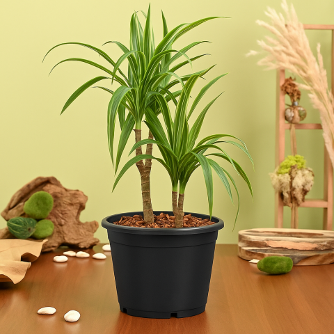 Good Luck Dracaena Fragrans Plant