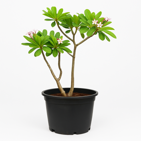 Plumeria Potted Plant