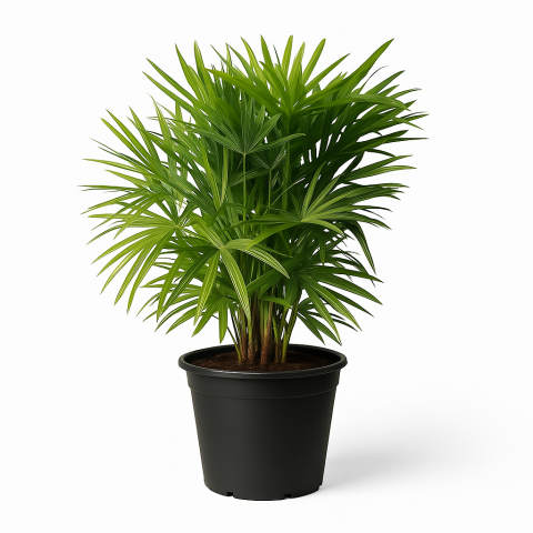Potted Broadleaf Lady Palm