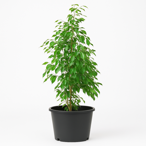 Starlight Ficus Potted Plant