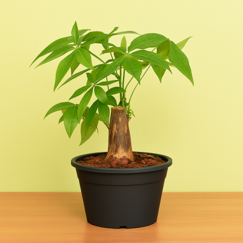 Pachira Good Luck Tree in Black Pot