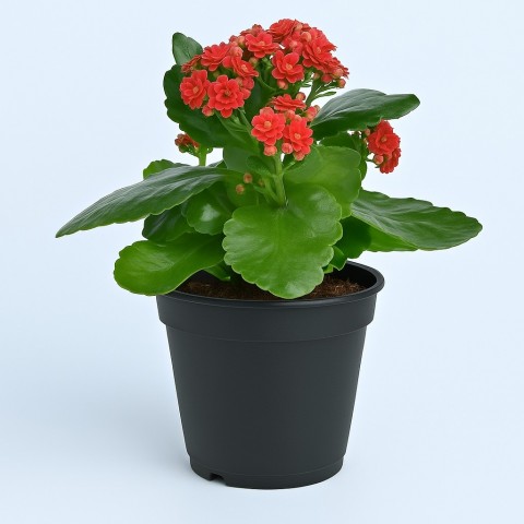 Red Kalanchoe in Black Pot